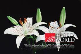 REALTYWORLD