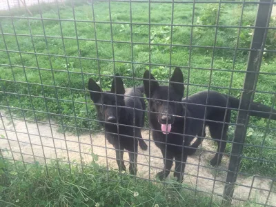 İnanoğlu Köpek Çiftliği logosu